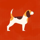 Beagle by Molly McCammon