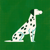Dalmation by Molly McCammon