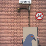 Pigeon by Stephen Cheetham