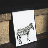 Zebra by Sarah Maycock