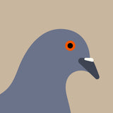 Pigeon by Stephen Cheetham