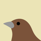 Sparrow by Stephen Cheetham