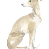 Whippet by Sarah Maycock
